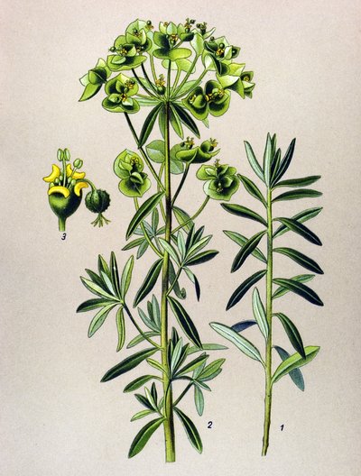 Botanisk bord, venenøs plante (giftig): Rund Eule eller Euphorbia Peplus (Euphorbia Peplus) av Unbekannter Künstler