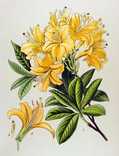 Botanisk bord, venenøs plante (giftig): Gul asale (Rhododendron luteum) av Unbekannter Künstler