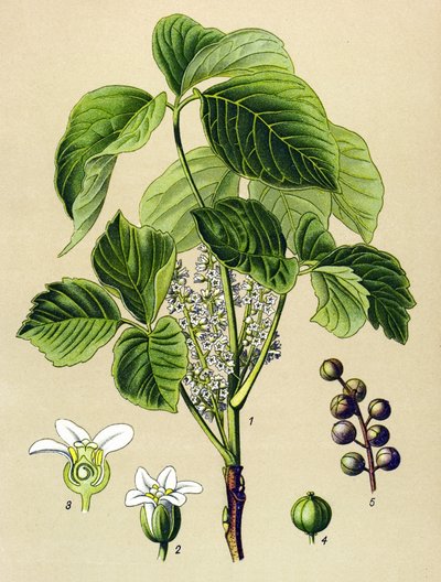 Botanisk bord, venenøs plante (giftig): klatrende sumak (Rhus toxicodendron) av Unbekannter Künstler
