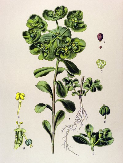 Botanisk bord, venenøs plante (giftig): euphorbia oppvåkning morgen eller lite lys (Euphorbia helioscopia) av Unbekannter Künstler