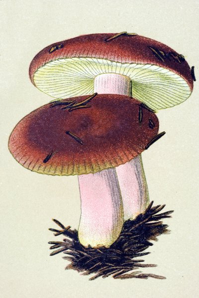 Botanisk tavle med giftig sopp (venenøs): Brekningsrusselen (Russula emetica) av Unbekannter Künstler