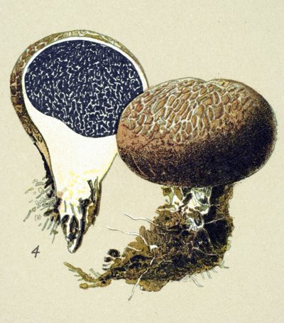 Botanisk bord med giftig sopp (venenøs): vulgær sklerodermi (Scleroderma vulgare) av Unbekannter Künstler