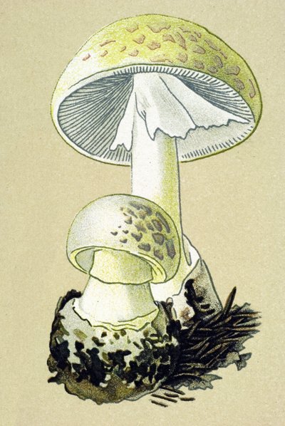 Botanisk bord med giftig sopp (venøs): falloidamanitt (Amanita phalloides) av Unbekannter Künstler
