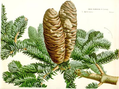 Botanisk illustrasjon / Abies numidica / Algerisk gran / Numidie gran av Unbekannt
