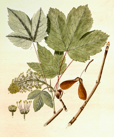 Botanisk illustrasjon/Acer pseudoplatanus/Sycamore Maple av Unbekannt