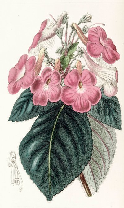 Botanisk illustrasjon/Achimenes grandiflora/Achimene har store blomster av Unbekannt