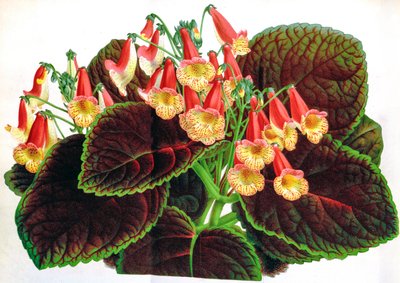 Botanisk illustrasjon/Achimenes naegelioides/Achimene av Unbekannt