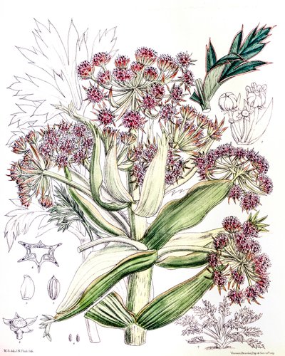 Botanische Illustration Aciphylla latifolia von Unbekannt
