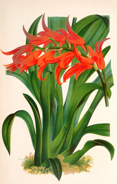 Botanisk illustrasjon/Ada aurantiaca av Unbekannt