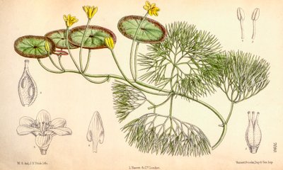 Botanisk illustrasjon/Cabomba aquatica av Unbekannt