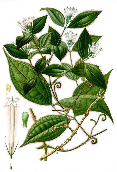 Botanisk illustrasjon/Strychnos toxifera/Curare av Unbekannt