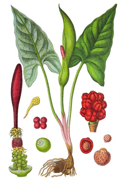 Botanisk plate: arumflekket (vill arum eller Arum maculatum), en medisinplante, historisk kromolitografi av Unbekannter Künstler