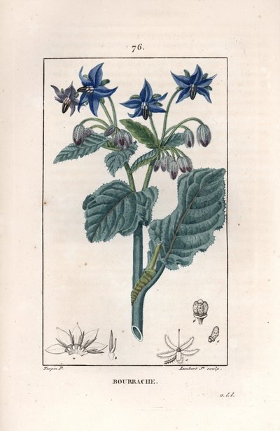 Borago - Gravering av Lambert fils, etter en tegning av Pierre Jean Francois Turpin (1775-1840), fra La flore medicale, av Chaumeton, Poiret og Chamberet, Paris 1830 - Borago eller stjerneblomst, Borago officinalis - Gravering av Lambert Junior fro av Unbekannter Künstler