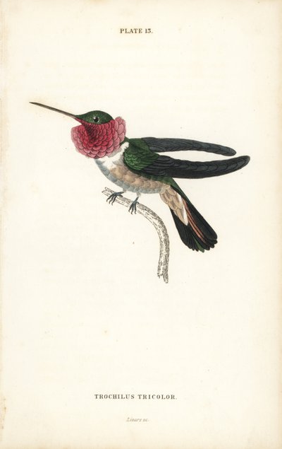 Bredhalekolibri, Selasphorus platycercus (Trefarget kolibri, Trochilus tricolor). Håndkolorert stålgravering av William Lizars fra Sir William Jardines naturalistbibliotek: Ornitologi: Kolibrier bind 2, Edinburgh, WH Lizars. av Unbekannter Künstler