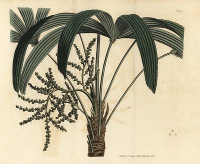 Bredbladet damepalme, Rhapis excelsa (hann dvergjordrotting, Rhapis flabelliformis hann av Unbekannt