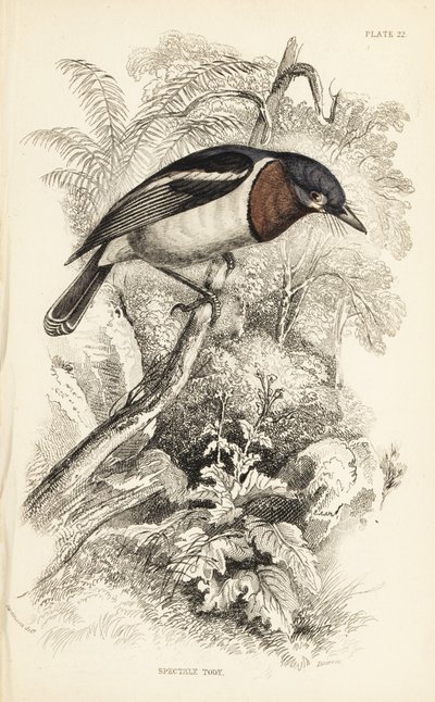 Brunstrupet wattøye, Platysteira cyanea (Sjov i dag, Platystera lobata). Håndkolorert stålgravering av William Lizars etter en illustrasjon av William Swainson fra Sir William Jardines naturalistbibliotek: Ornitologi: Fluesnappere, Edinburgh, WH  av Unbekannter Künstler