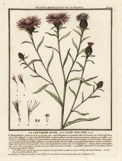 Brun ransel, Centaurea jacea. av Unbekannter Künstler