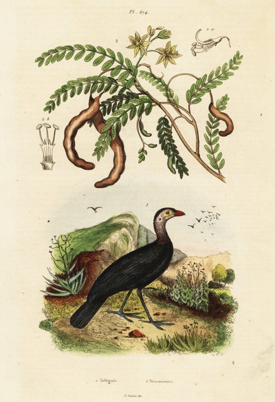 Børstekalkun og tamarind., 1834-1839 (gravering) av Unbekannter Künstler