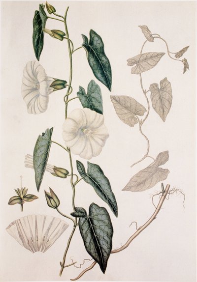 Calystegia sepium/Convolvulus sepium/Hedge Sengetøy av Unbekannt
