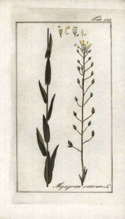 Cameline eller lin basard eller sesam fra Tyskland (Camelina sativa). Litografi fra “Afbeelding der Artseny-Gewassen” av Johannes Zorn (1739-1799), Nederland av Unbekannter Künstler