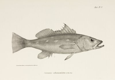 Camotillo, Stillehavet, ca 1832-1836 av Unbekannter Künstler