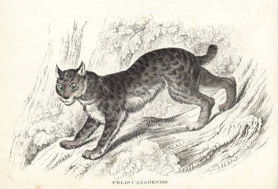 Kanadisk gaupe, Lynx canadensis (Felis canadensis). Håndkolorert litografi fra Georg Friedrich Treitschkes naturhistoriske galleri, Naturhistorischer Bildersaal des Thierreiches, Liepzig-1842. av Unbekannter Künstler