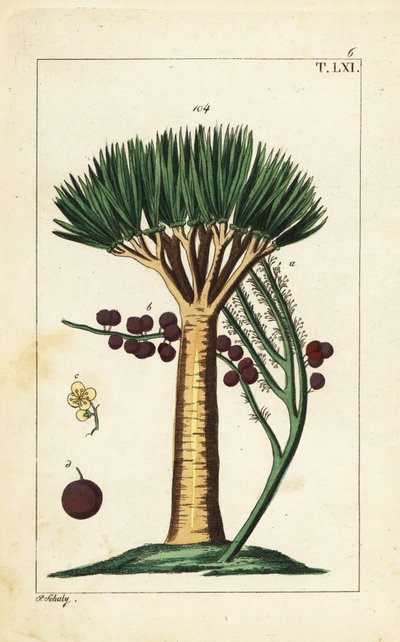 Kanariøyenes dragetre, Dracaena draco. Sårbar. av Unbekannter Künstler
