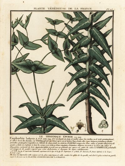 Caperspurge, Euphorbia lathyris. av Unbekannter Künstler