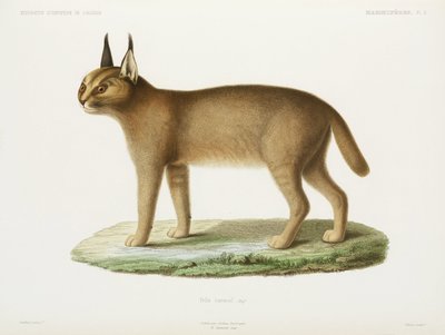 Caracal, Algerie av Unbekannt