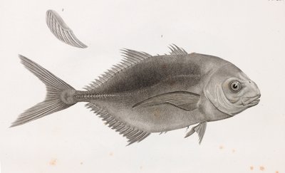 Hoppende Caranx, nærbilde av Unbekannt
