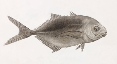 Hoppende Caranx, nærbilde av Unbekannt