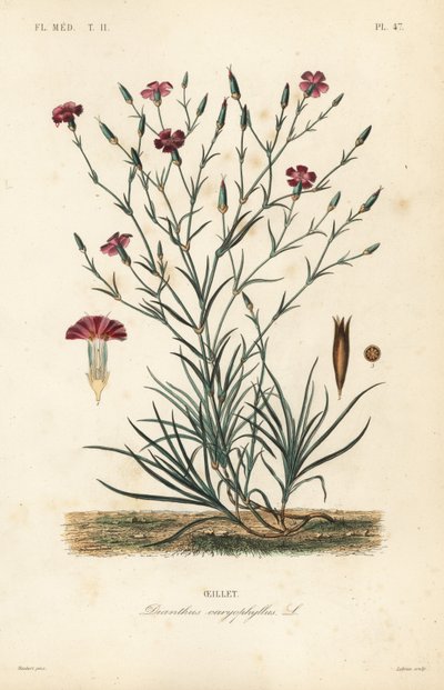 Nellik eller nellikrosa, Dianthus caryophyllus, Oeillet av Unbekannt
