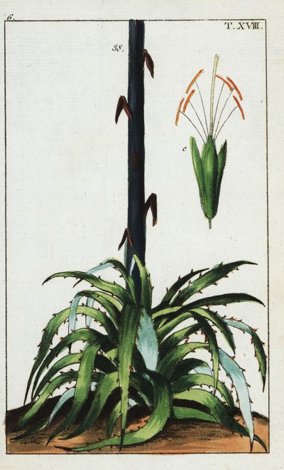 århundreplante, Agave americana. av Unbekannter Künstler