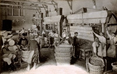 Champagne: pressing av druer i Saint-Helene-høsthuset, Moet & Chandon Epernay-huset, tidlig på det tjuende århundre (s/hv-bilde) av Benjamin Baud