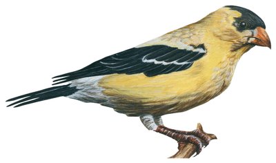 Chardonneret jaune, canari sauvage - gullfink (Carduelis tristis) av Unbekannter Künstler