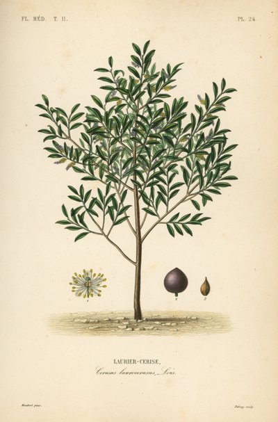 Kirsebærlaurbær eller engelsk laurbærtre, Prunus laurocerasus, Cerasus laurocerasus, Laurier-cerise av Unbekannt