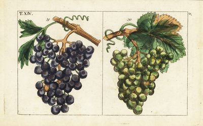Chiavenna druer, Pinot noir druer, Vitis vinifera. av Unbekannter Künstler