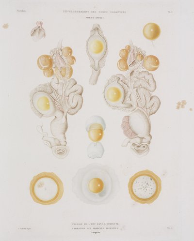 Kyllingegg i egglederen, c 1847-1859 av Unbekannt