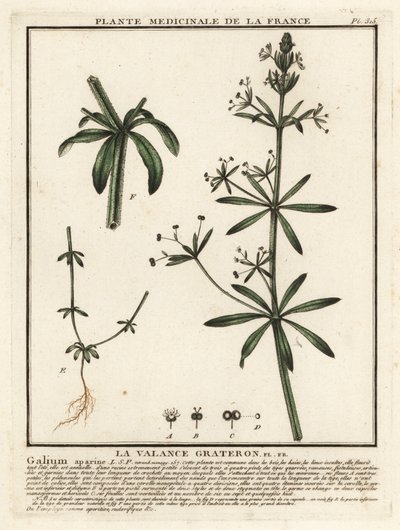 Cleavers, Gallium aparine. av Unbekannter Künstler