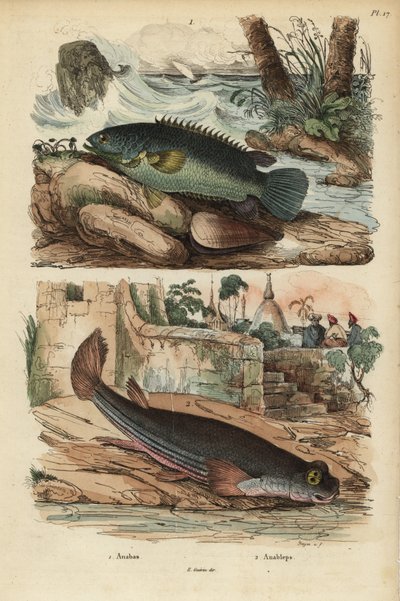 Klatreabbor, Anabas testudineus 1 og firøyd fisk, Anableps anableps 2 av Unbekannt