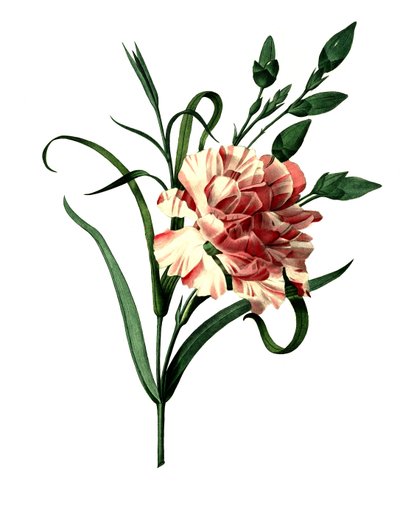 Nellikrosa (Dianthus caryophyllus) eller edelnellik, hagenellik av Unbekannter Künstler