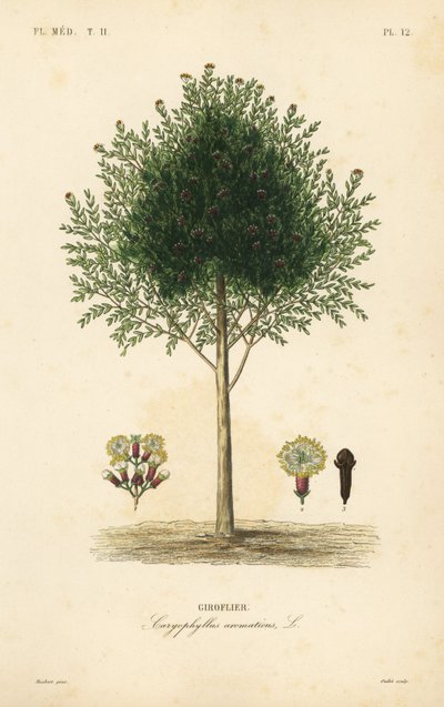 Nelliktre, Syzygium aromaticum, Caryophyllus aromaticus, Giroflier av Unbekannt