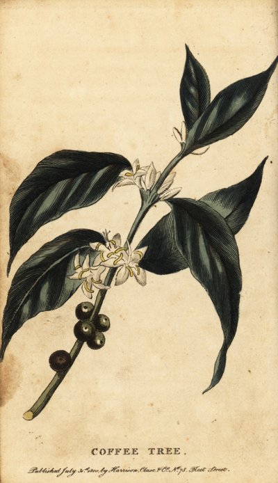 Kaffetre, Coffea arabica. ,1800 (gravering) av Unbekannter Künstler