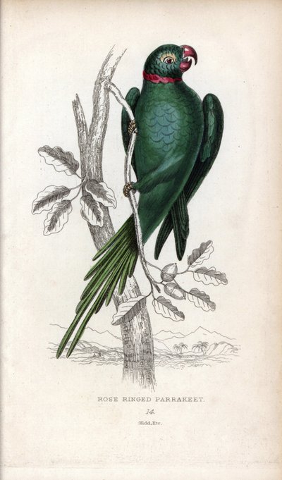 Halsbåndsundakitt, Psittacula krameri. Psittacus torquatus. Litografi av Joseph Kidd, basert på en tegning av John Audubon, i Miscellany of Natural History: Parrots, Sir Thomas D.K. Lauder and Captain Thomas Brown, utgitt i Edinburgh, Skottland, i 1833. av Unbekannter Künstler