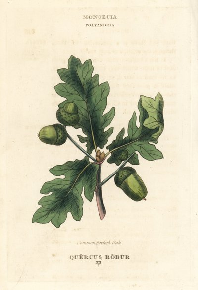 Vanlig britisk eiketre, Quercus robur. Håndkolorert kobberstikk etter en illustrasjon av Richard Duppa fra hans The Clours and Orders of the Linnaean System of Botany, Longman, Hurst, London. av Unbekannter Künstler