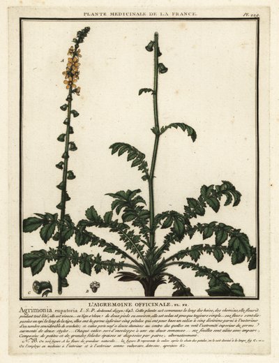 Vanlig agromoni, Agrimonia eupatoria. av Unbekannter Künstler