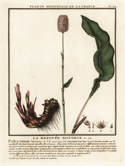 Vanlig bistort, Persicaria bistorta. av Unbekannter Künstler