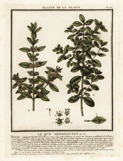 Felleskasse, Buxus sempervirens. av Unbekannter Künstler