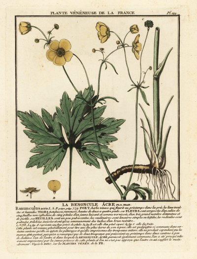 Vanlig smørblomst, Ranunculus acris. av Unbekannter Künstler