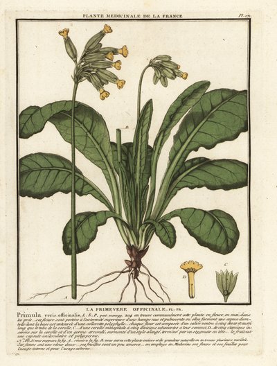 Vanlig kuslip eller kuslip primula, Primula veris. av Unbekannter Künstler